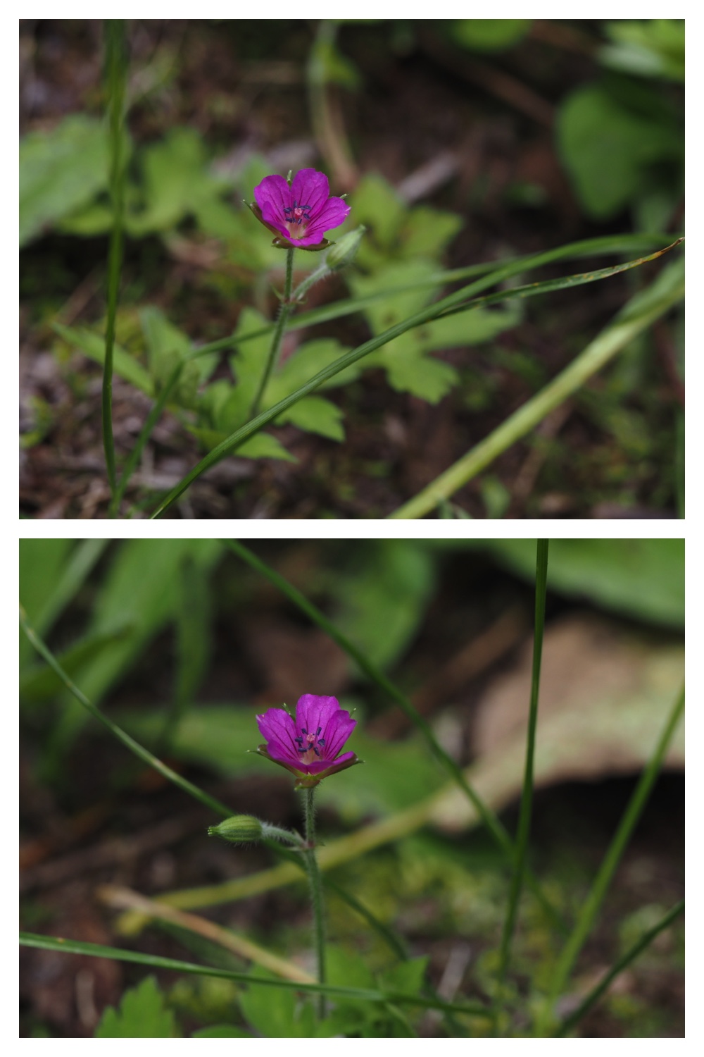 260809_Plants-macro_7
