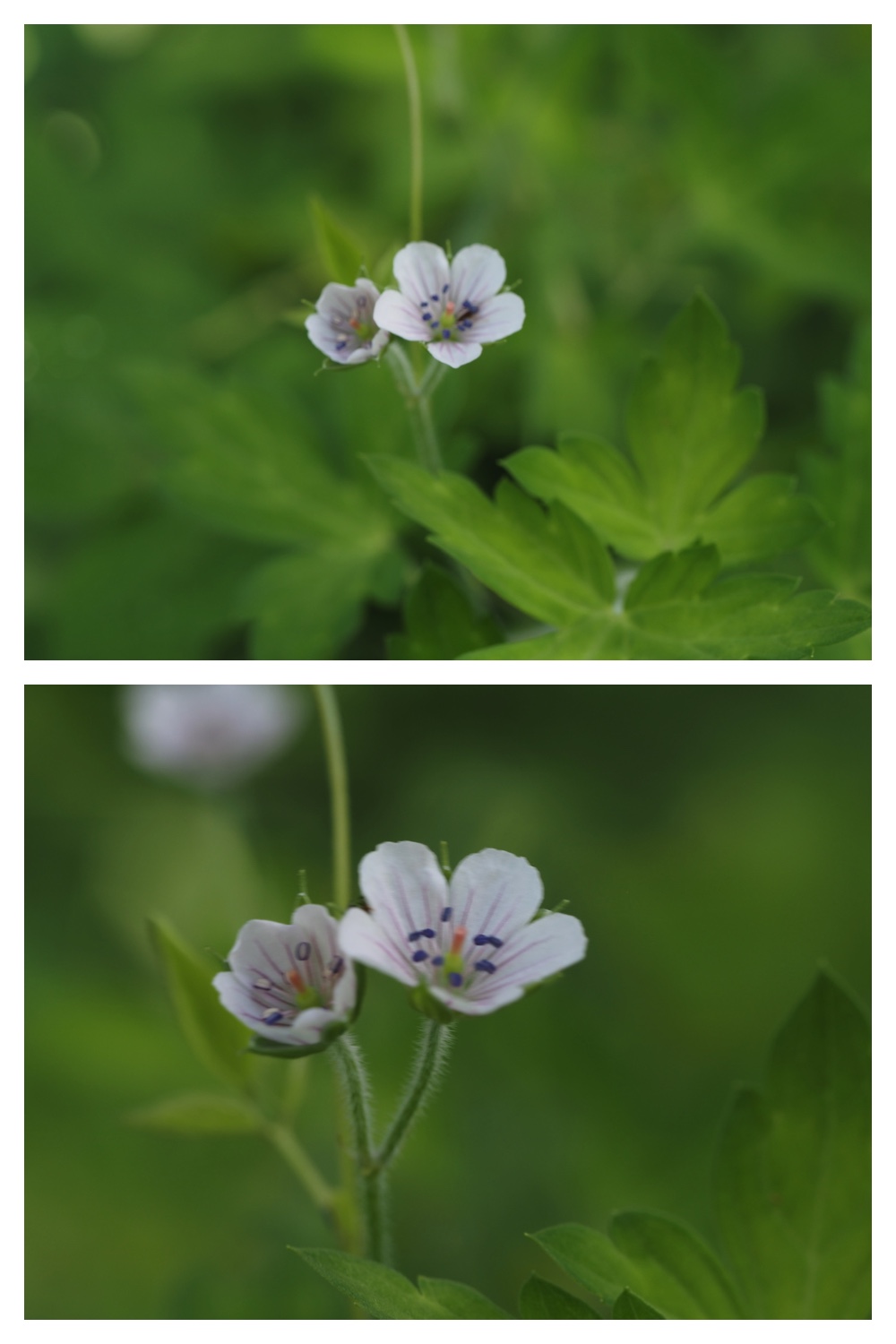 260813_Noukou-mori_3