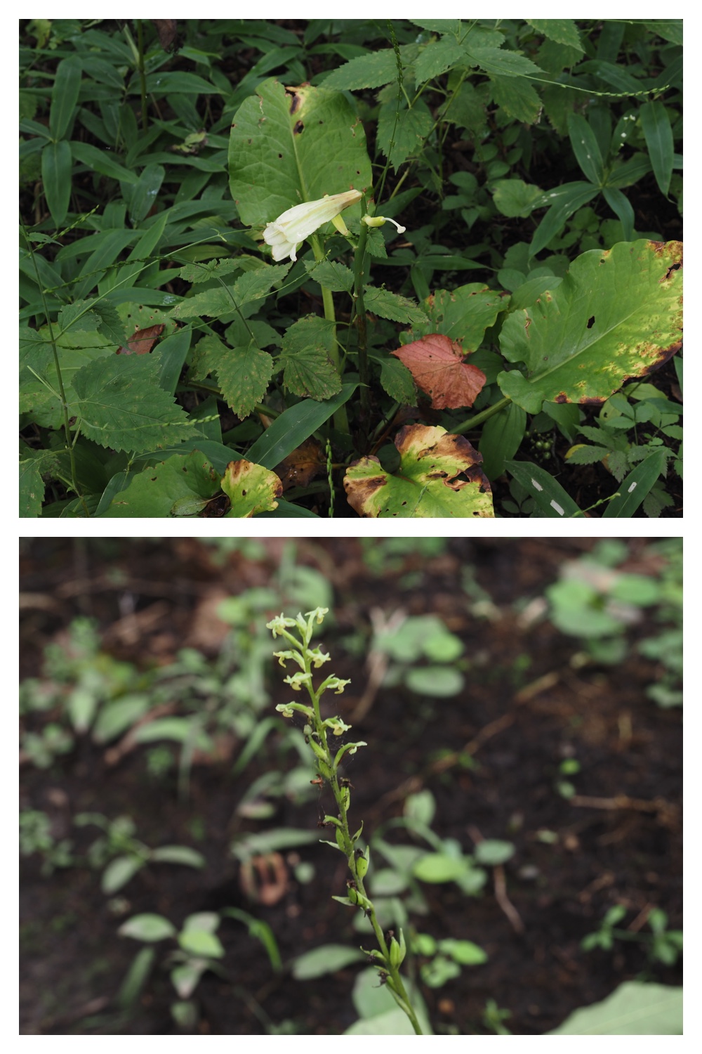 260814_Yasouen_22