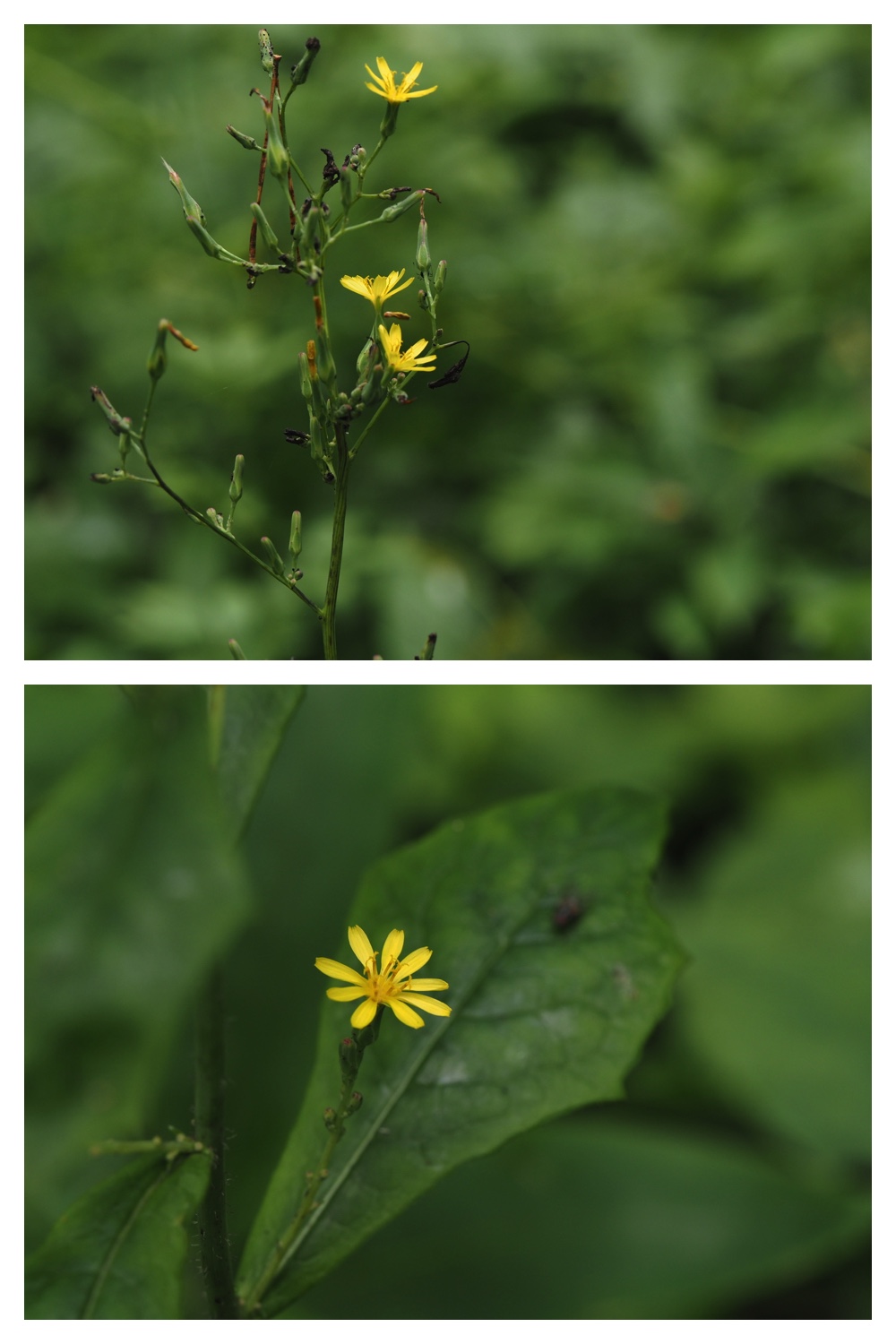 260815_Kunimiyama_10