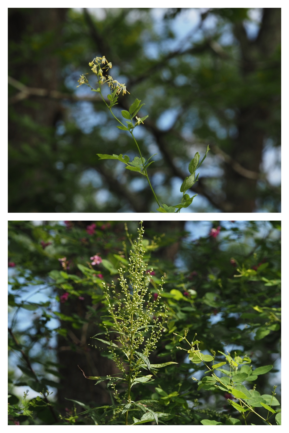 260816_Ecopa_33