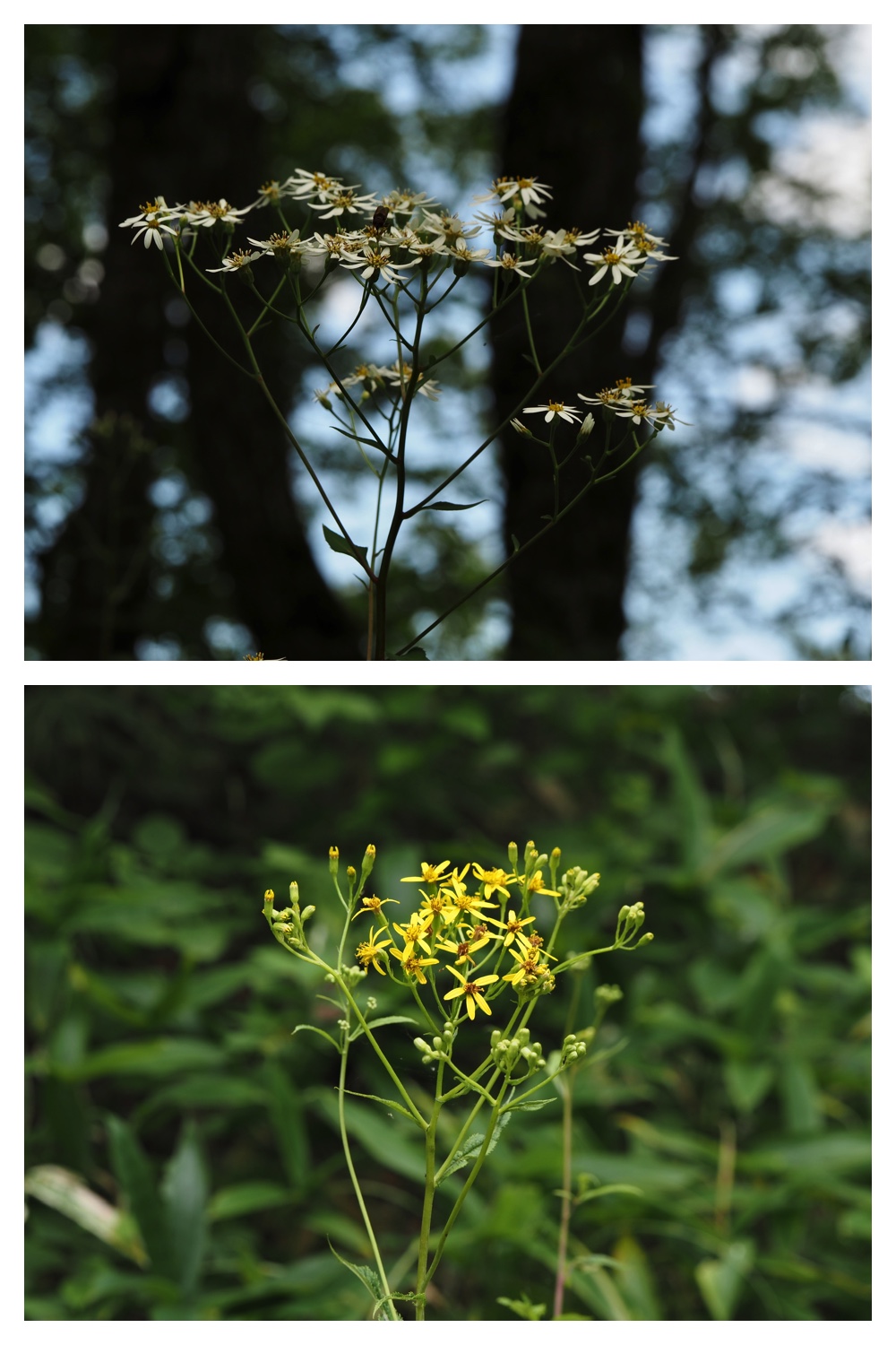 260816_Ecopa_36