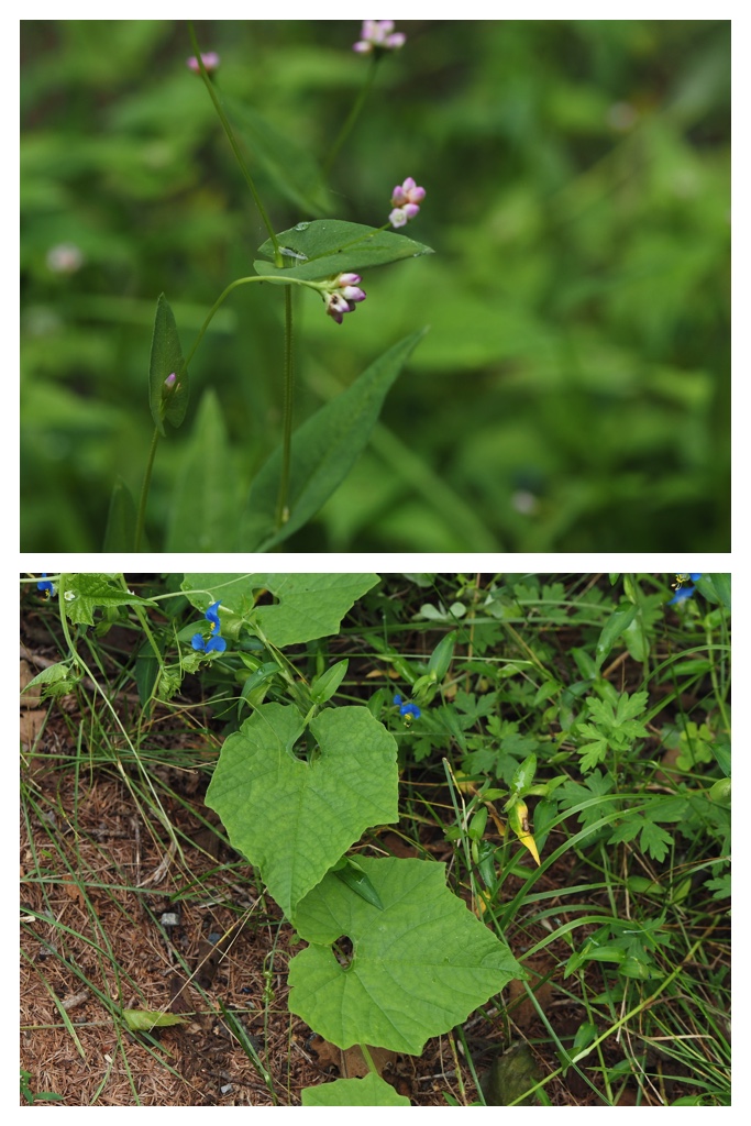 260818_Tokachigaoka_28