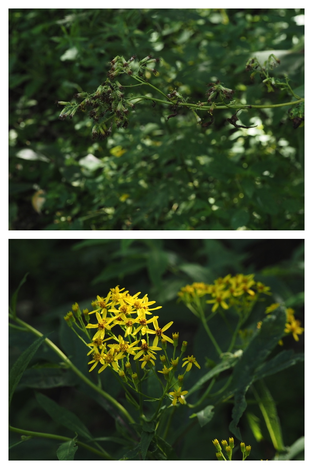 260822_Tokachigaoka_22