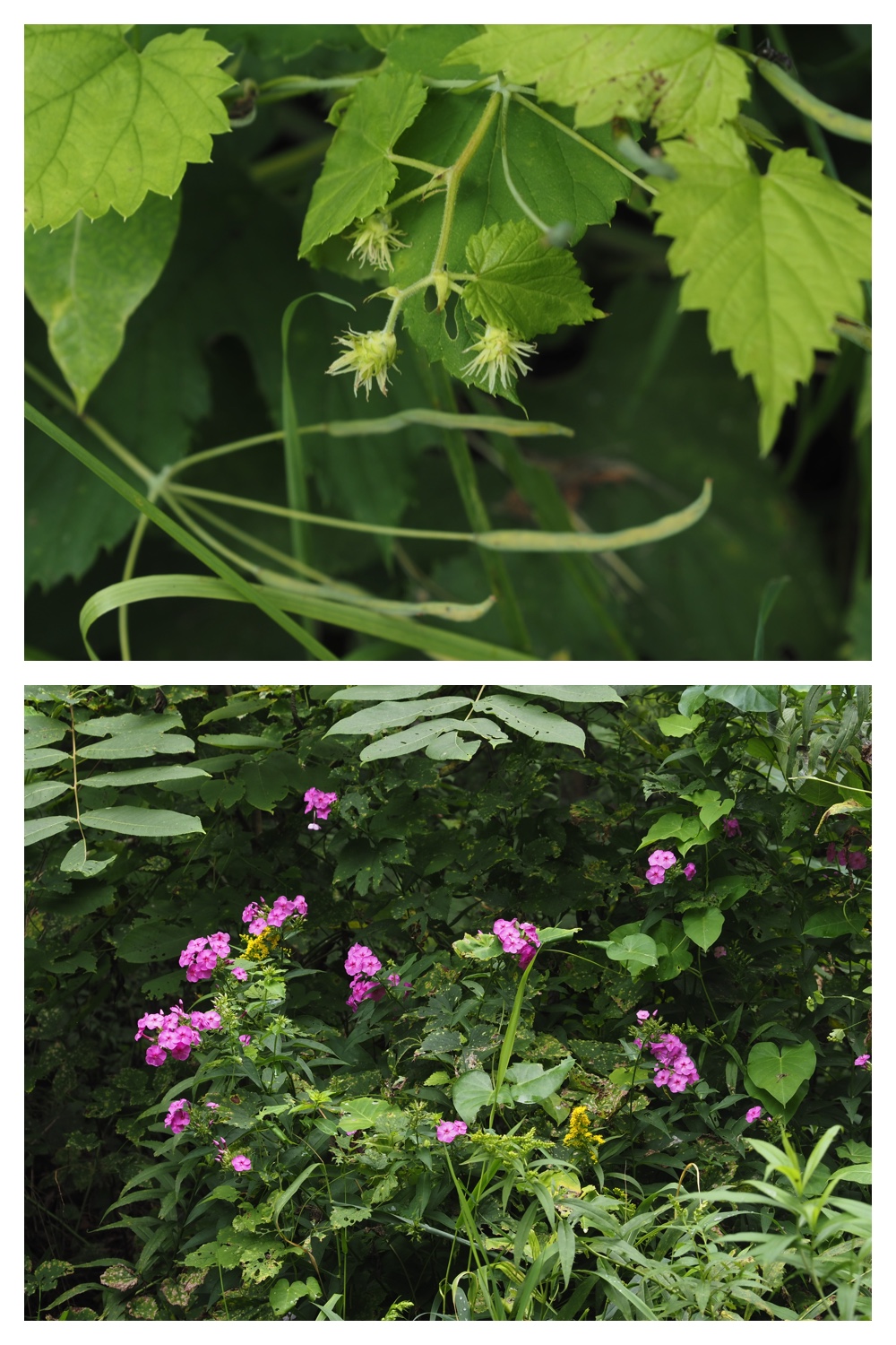 260827_Kikyou_11