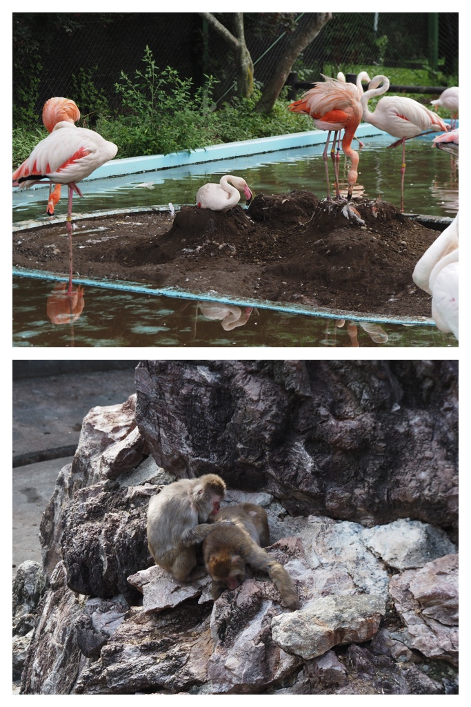 260830_Zoo_1