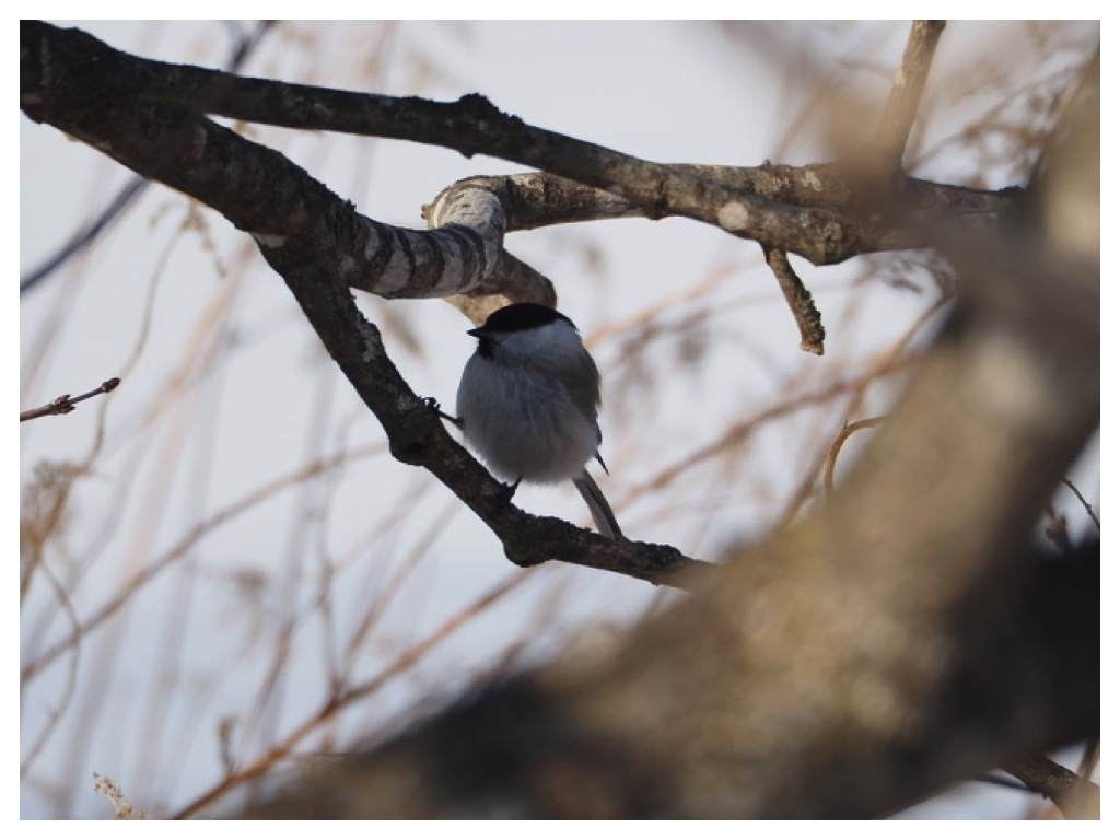 260217_Hashibutogara