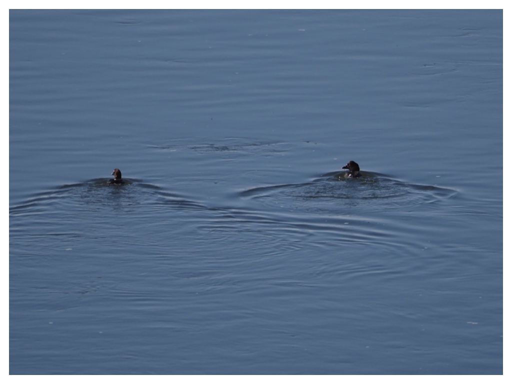 260318_Kinkurohajiro