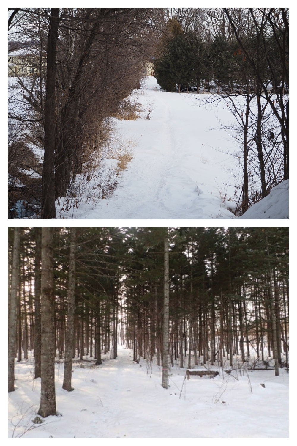 260209_2Pedometers_4