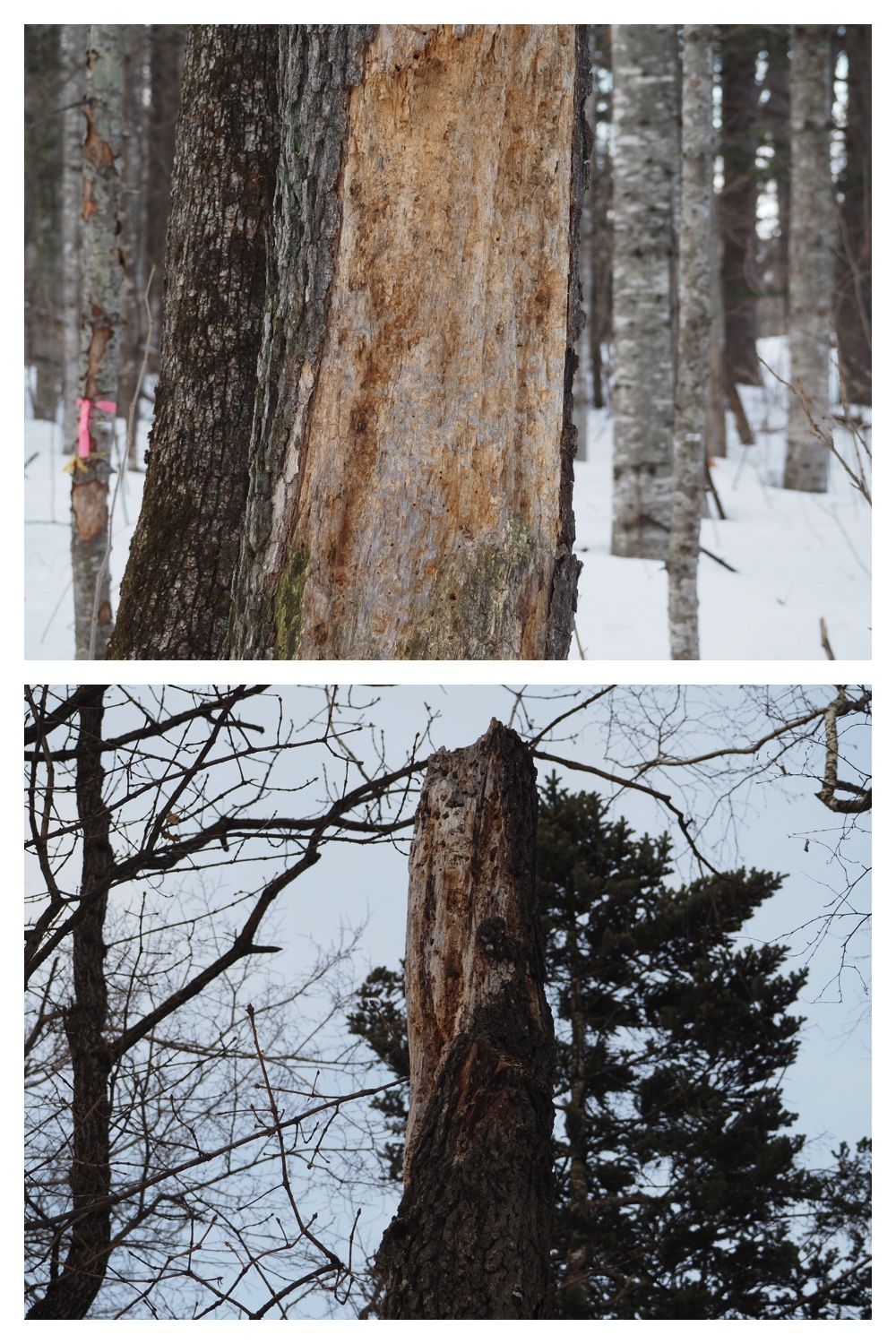 260209_2Pedometers_5