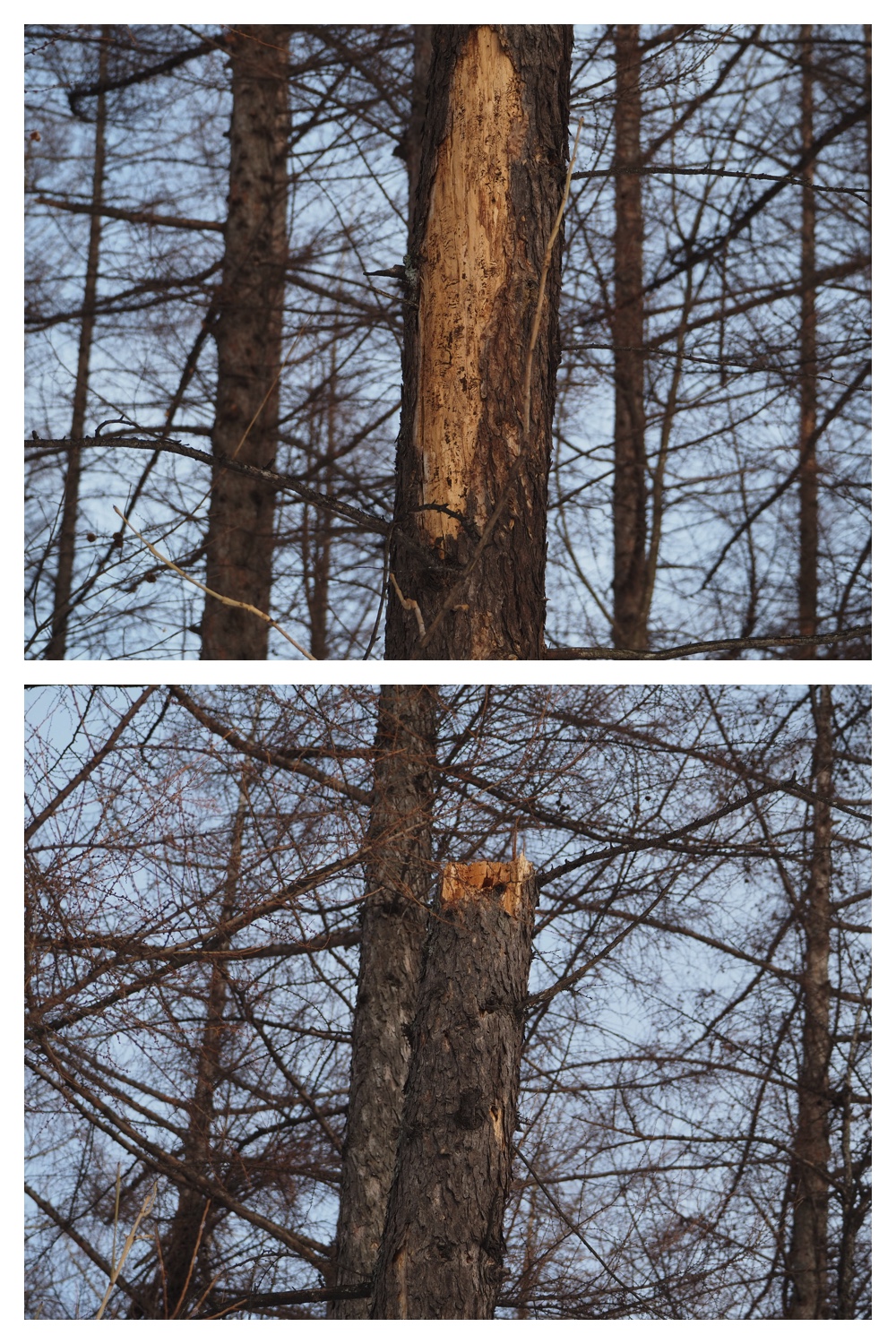 260209_2Pedometers_6