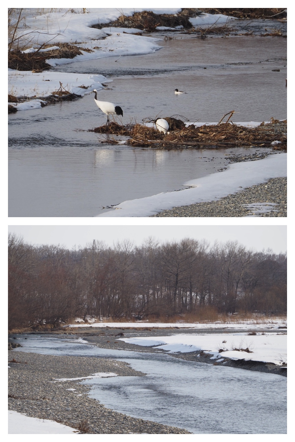 260226_Satsunaigawa_16