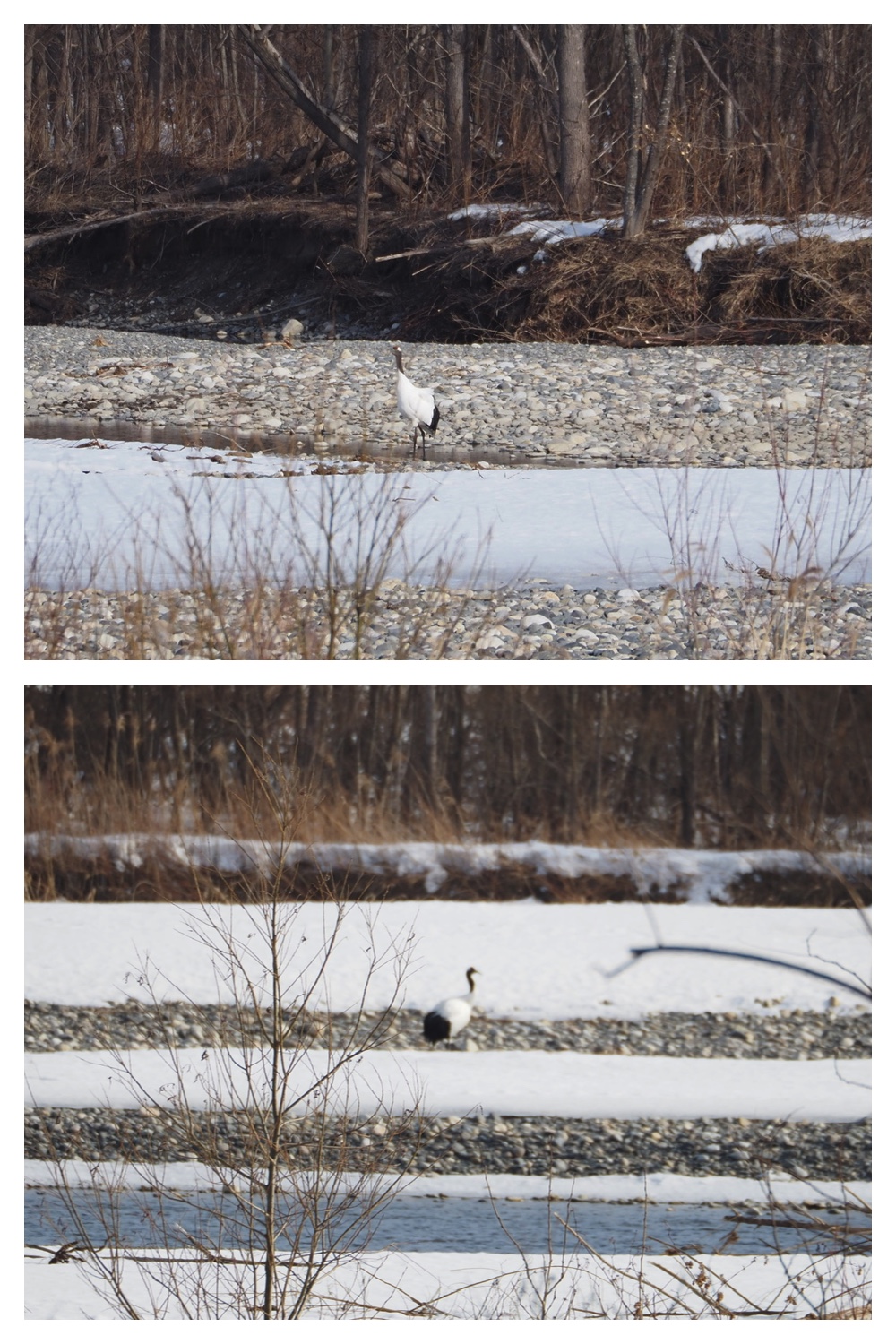 260226_Satsunaigawa_6