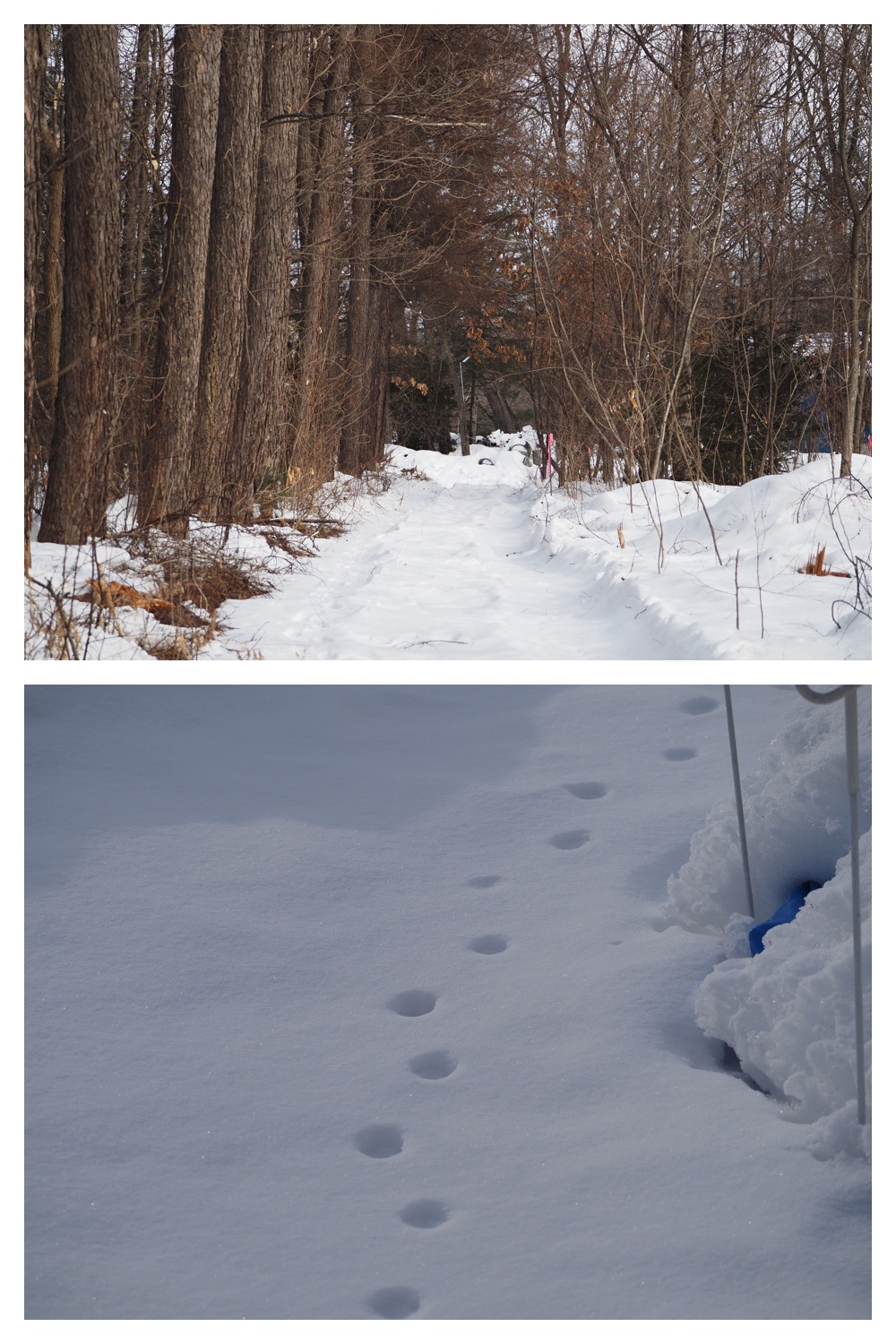 260120_Windy-walk_10