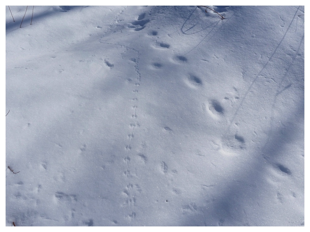 260125_Bird-survey_11