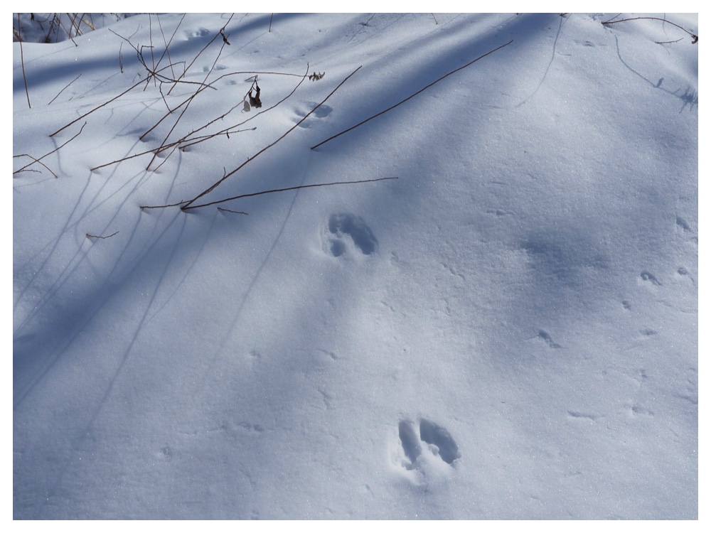 260125_Bird-survey_12