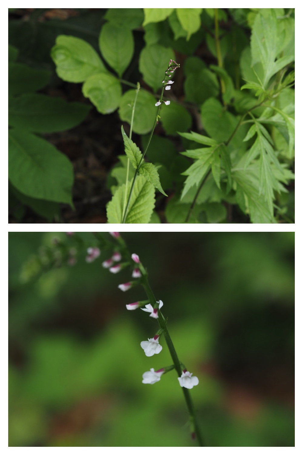260702_Hiyodoribana_14