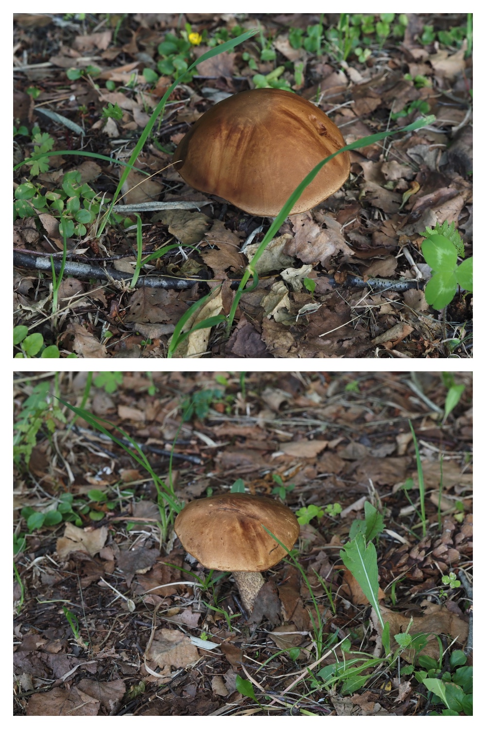 260702_Hiyodoribana_16