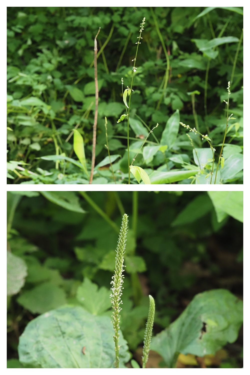 260702_Hiyodoribana_22