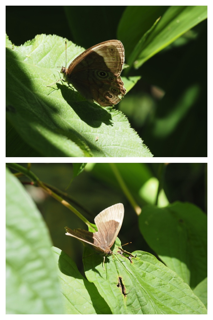 260703_Kunimiyama_11