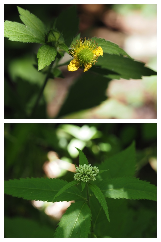 260703_Kunimiyama_33