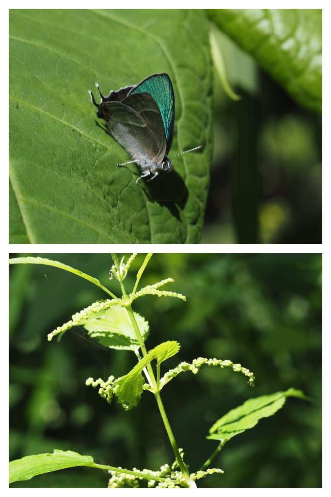 260703_Kunimiyama_4