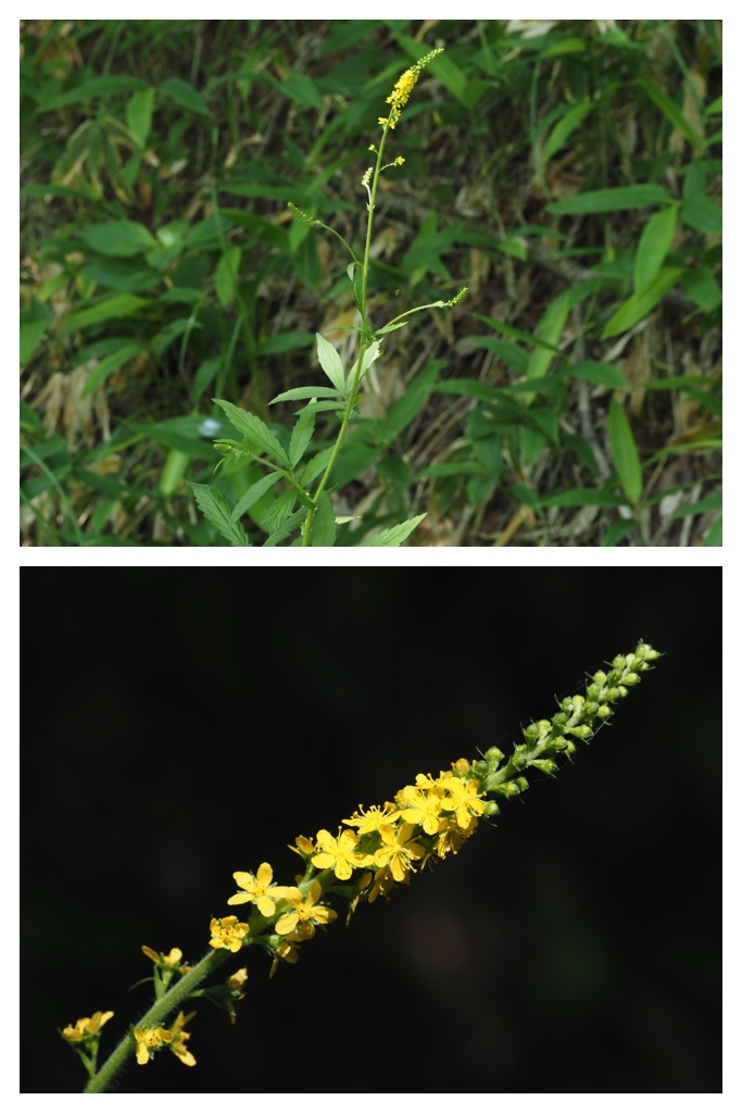 260703_Kunimiyama_41