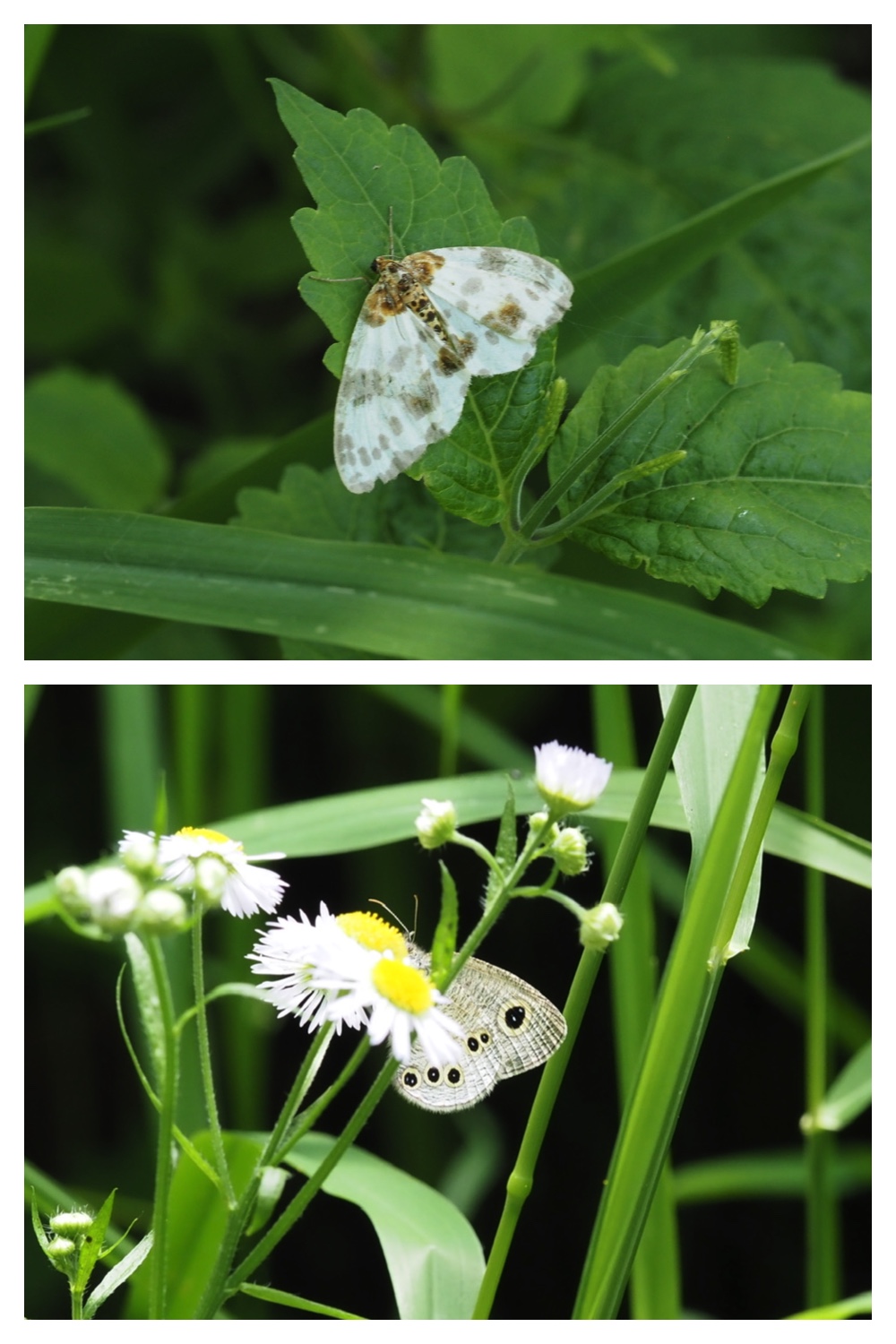 260703_Kunimiyama_45