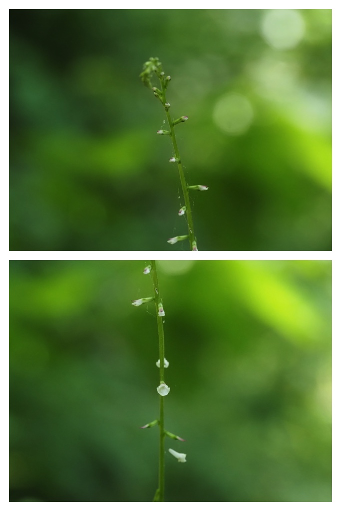 260703_Kunimiyama_6