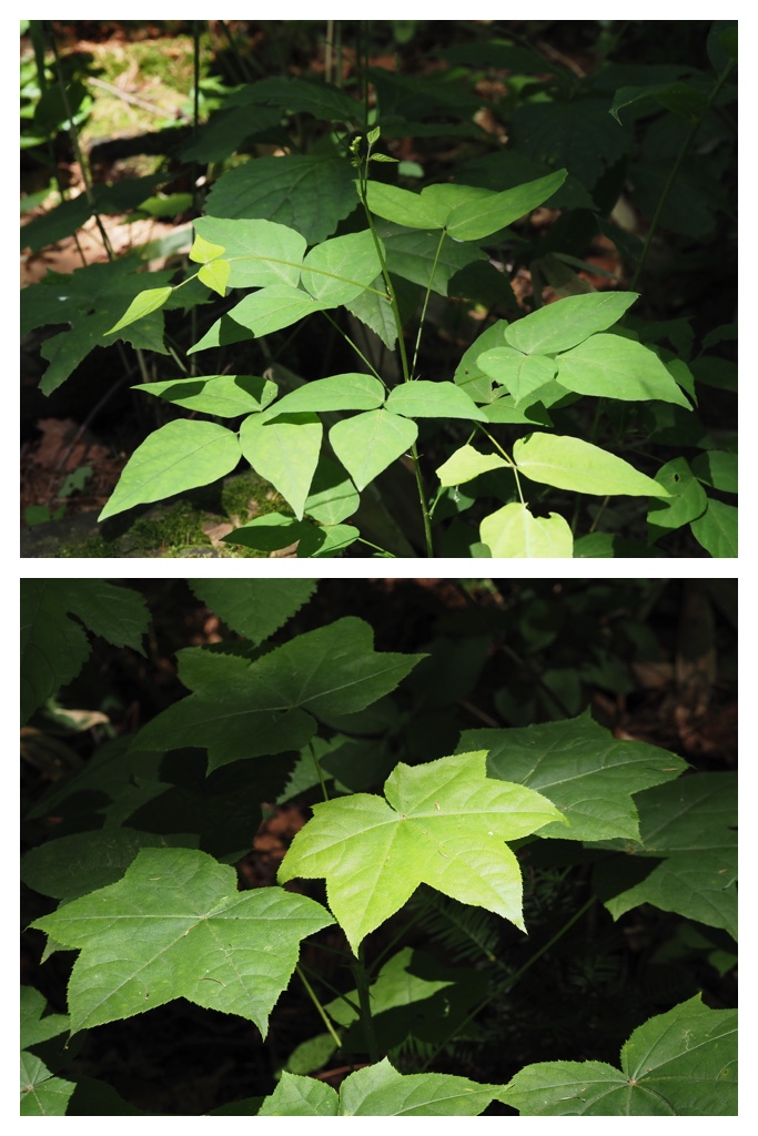 260703_Kunimiyama_8