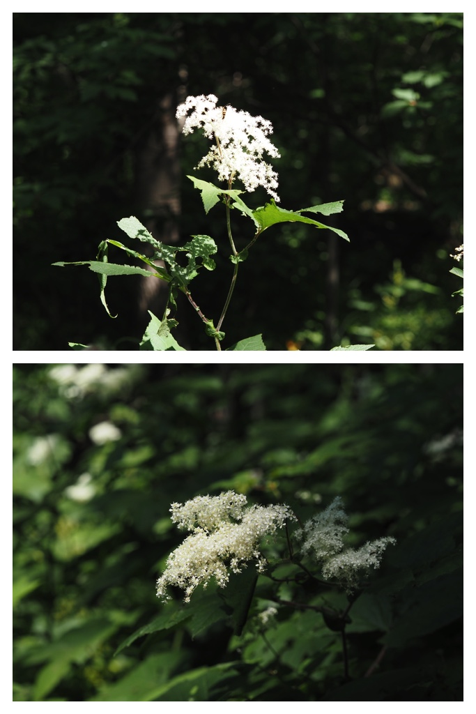 260704_Yasouen_12