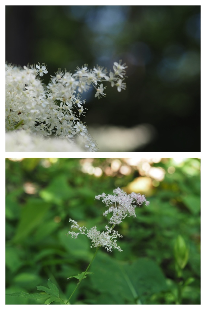 260704_Yasouen_14