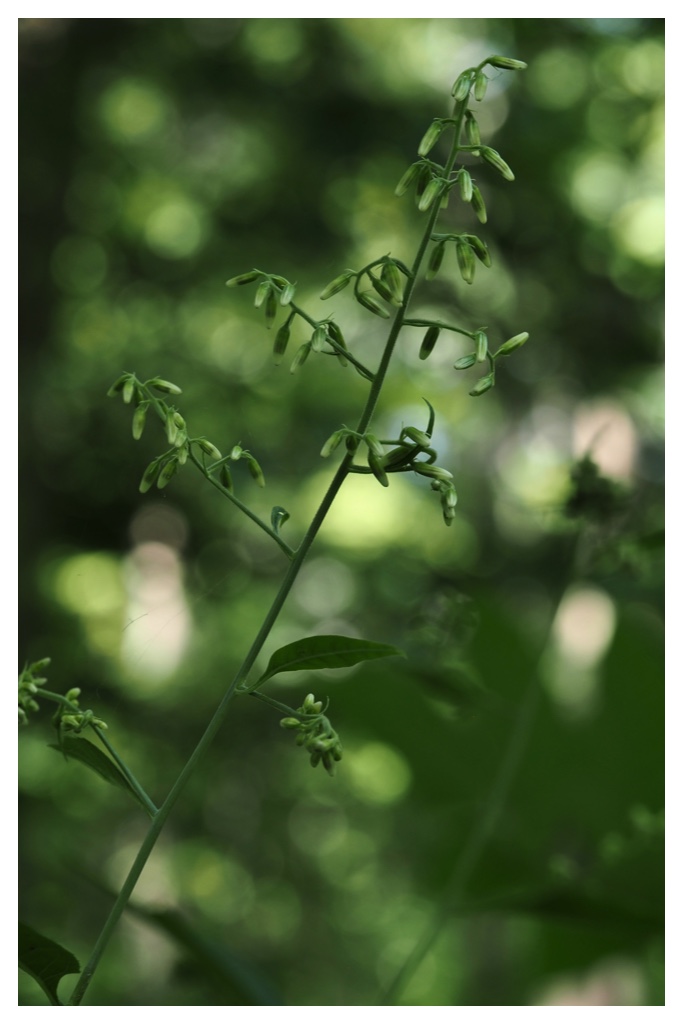 260704_Yasouen_26