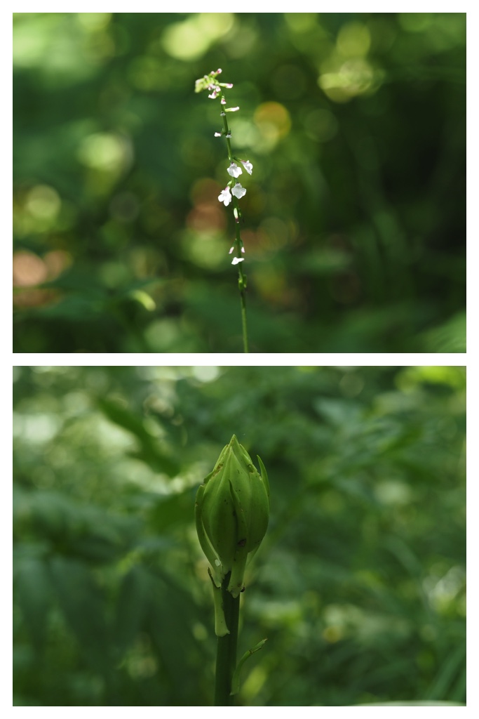 260704_Yasouen_29