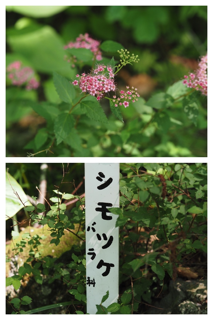 260704_Yasouen_32