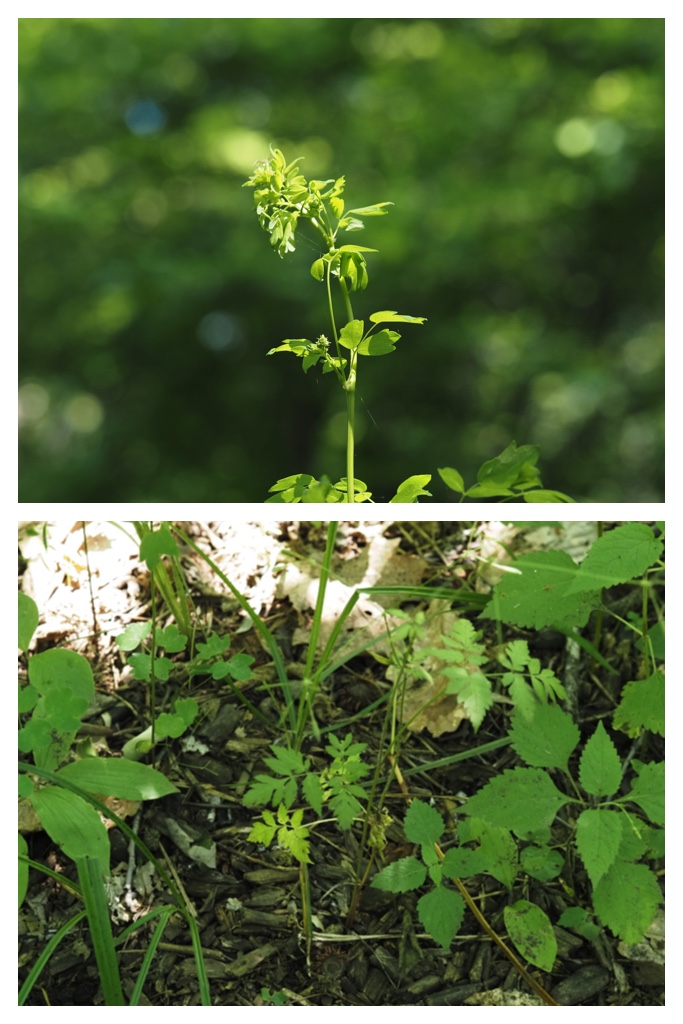 260704_Yasouen_37