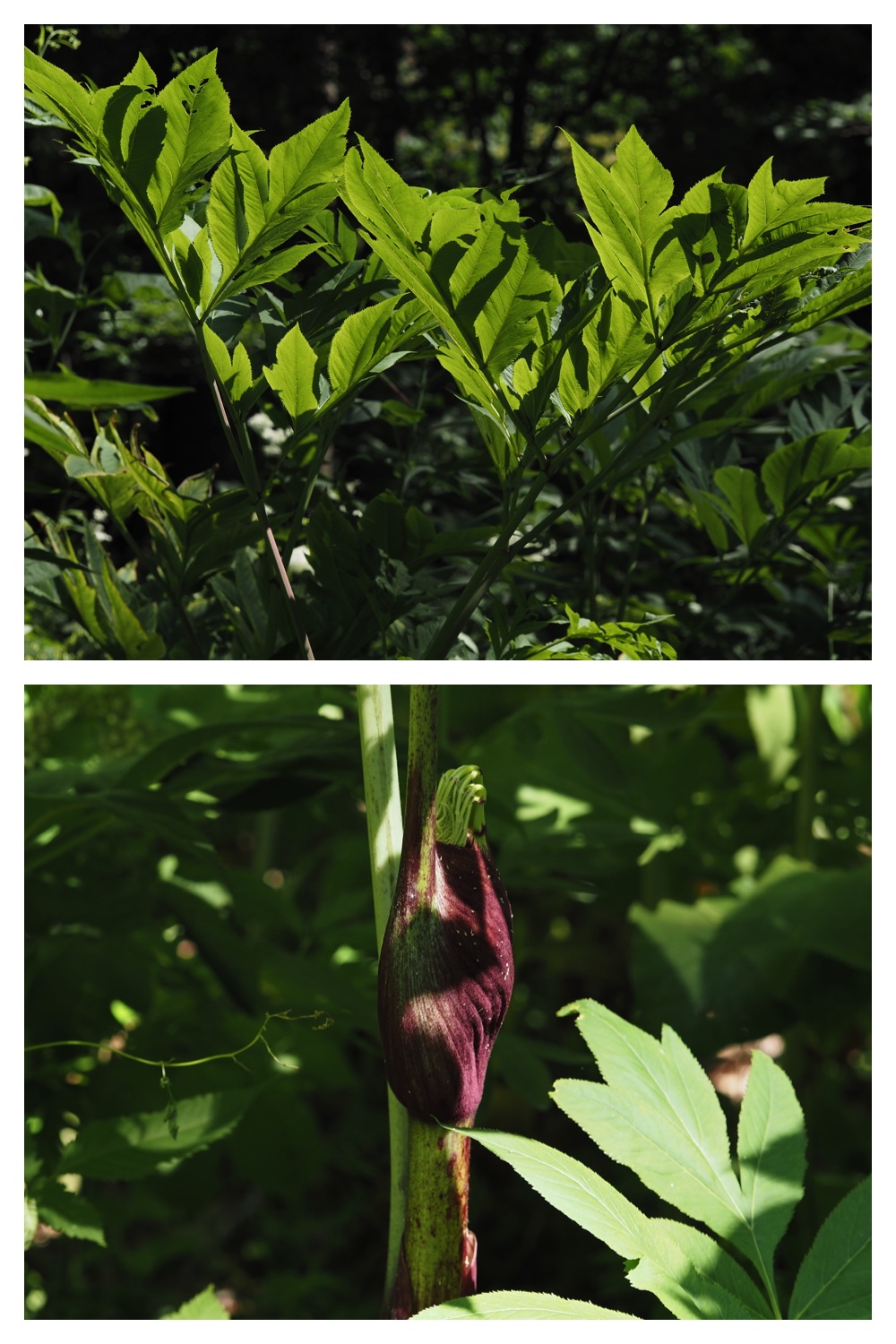 260704_Yasouen_38