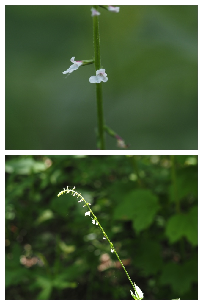260704_Yasouen_6