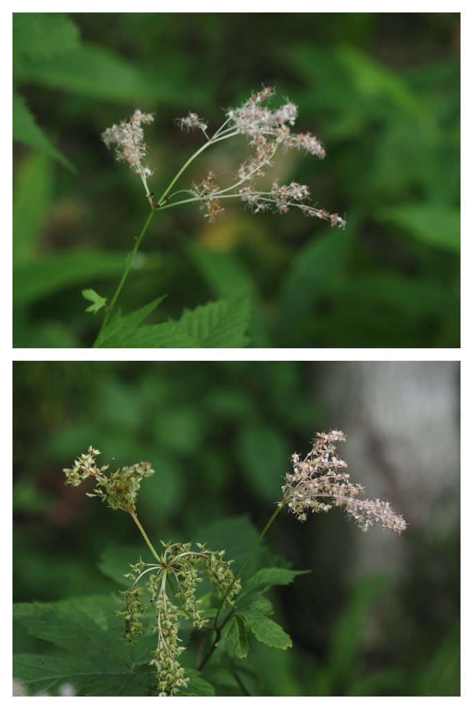 260704_Yasouen_7