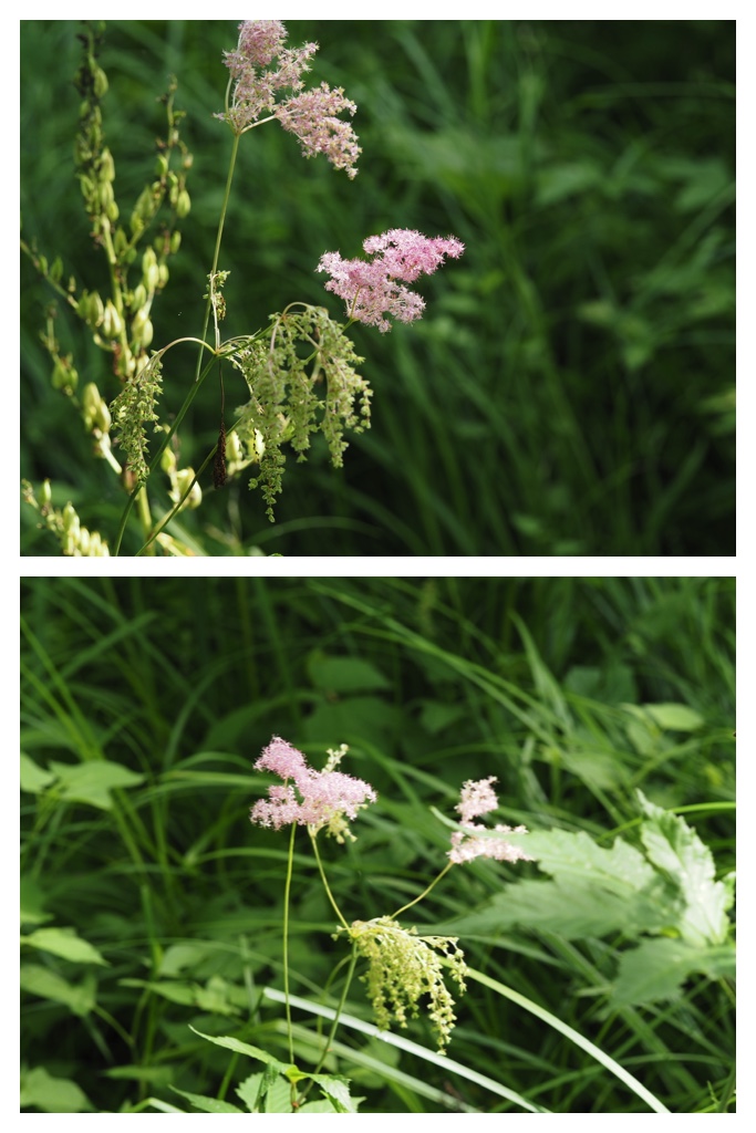 260704_Yasouen_8