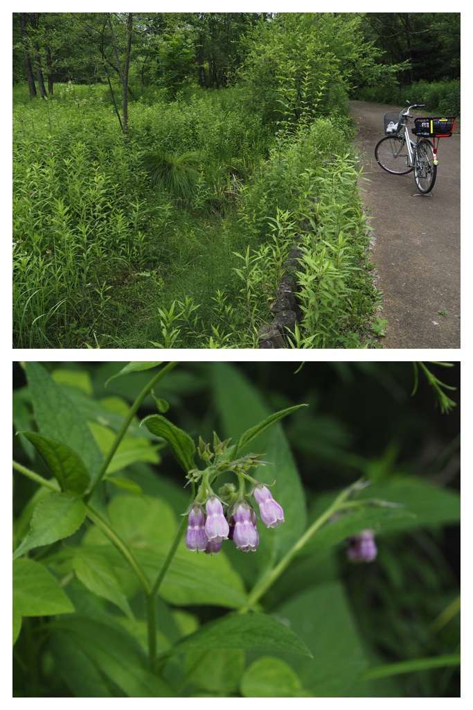 260706_Hozakishimotsuke_14