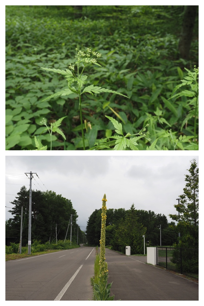 260706_Hozakishimotsuke_21