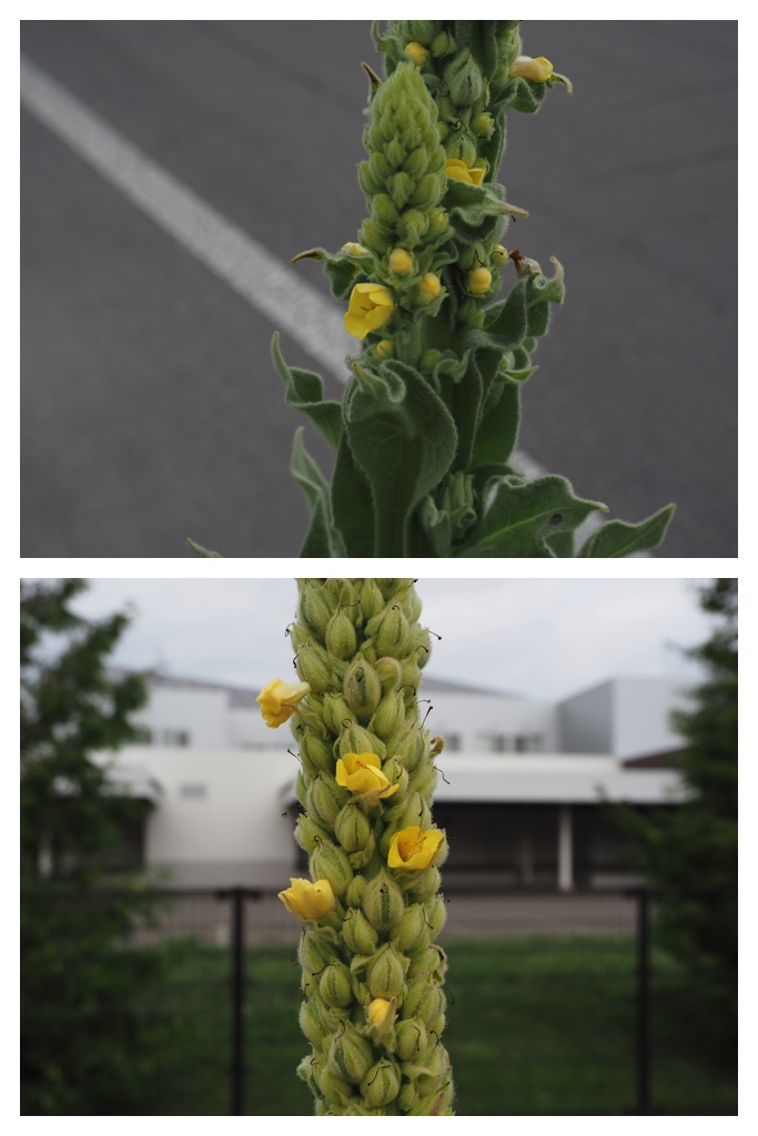 260706_Hozakishimotsuke_22