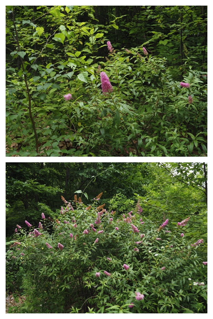 260706_Hozakishimotsuke_6