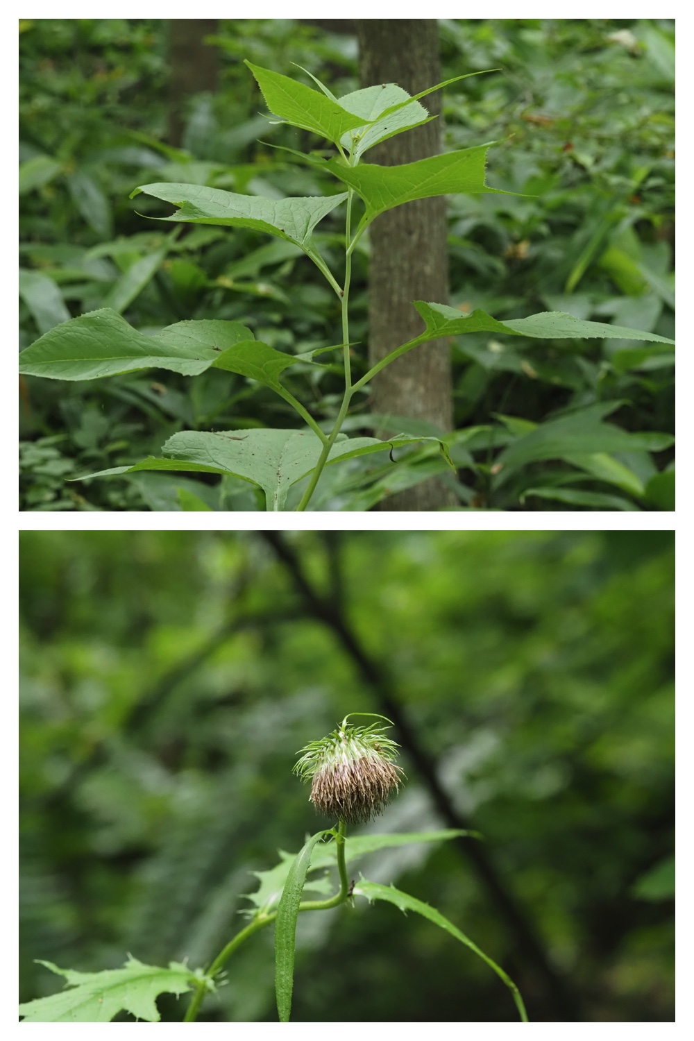 260709_Ohyamaryokuchi_10