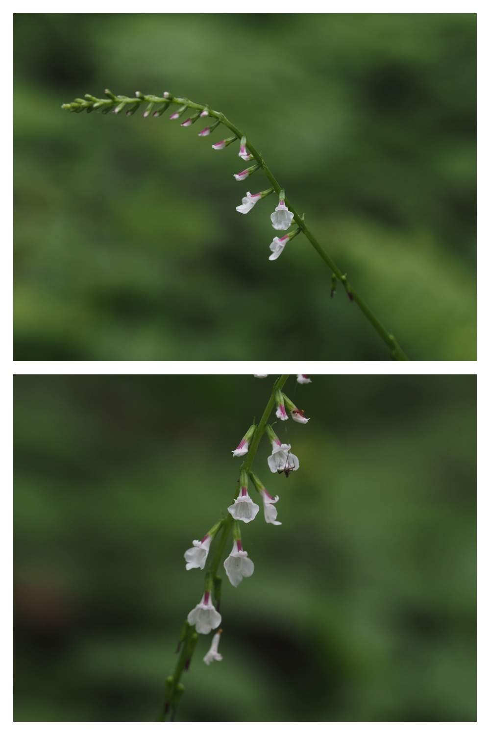 260709_Yasouen_1