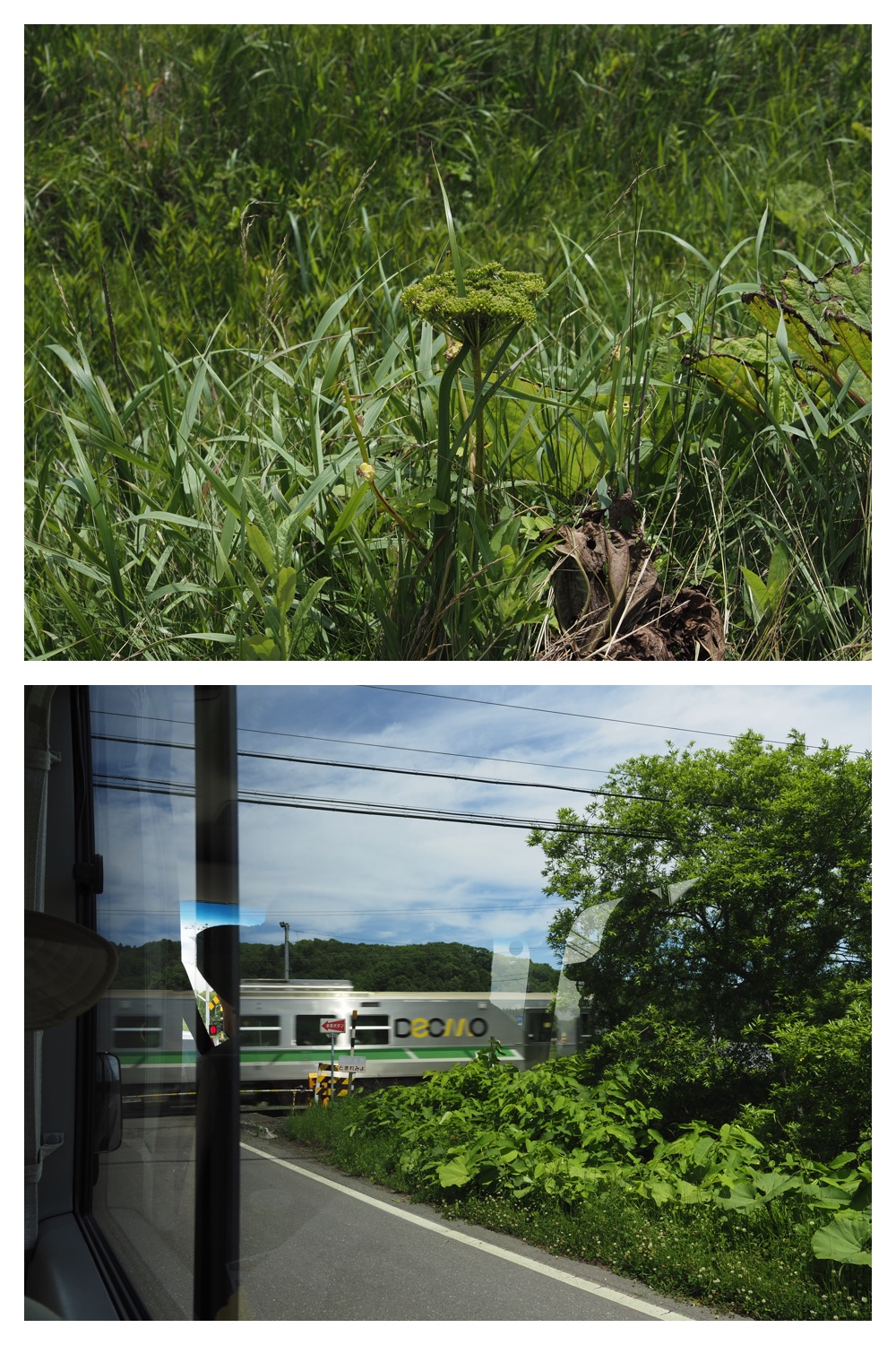 260712_Shizenshi_9.jpg