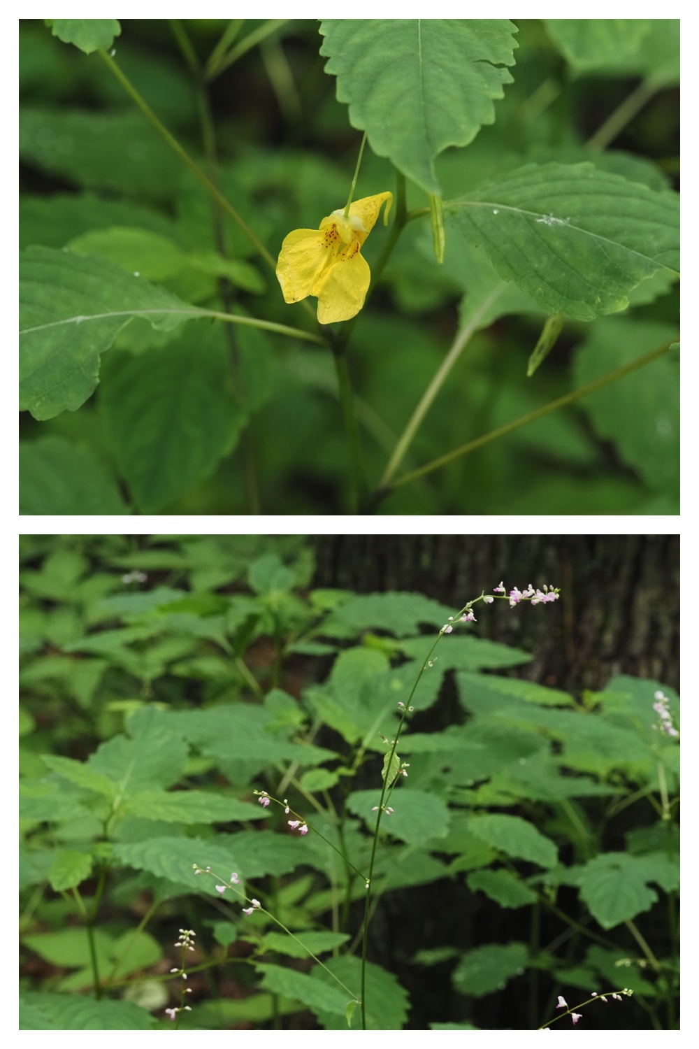 260713_Obihironomori_1