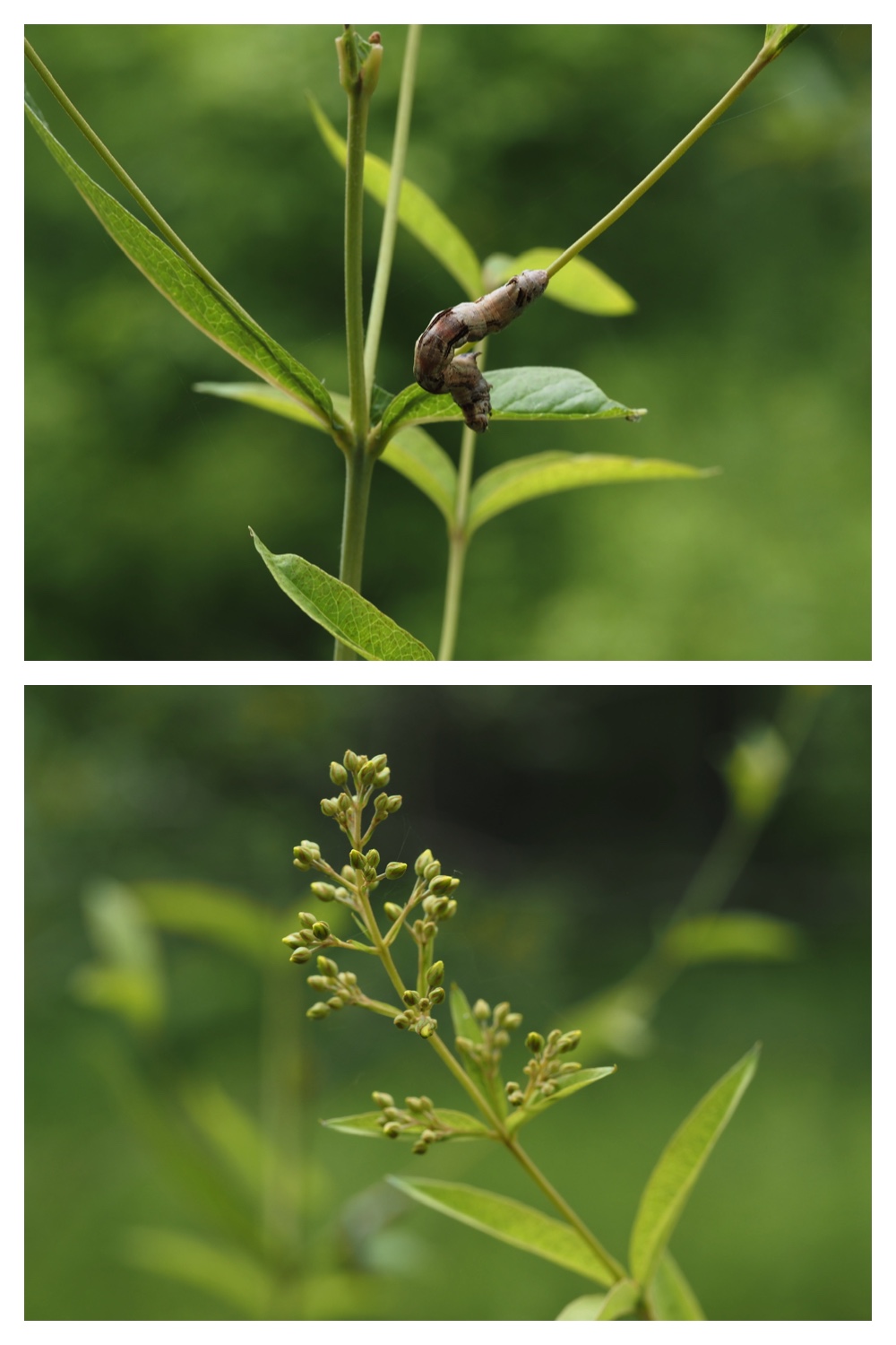 260713_Obihironomori_11