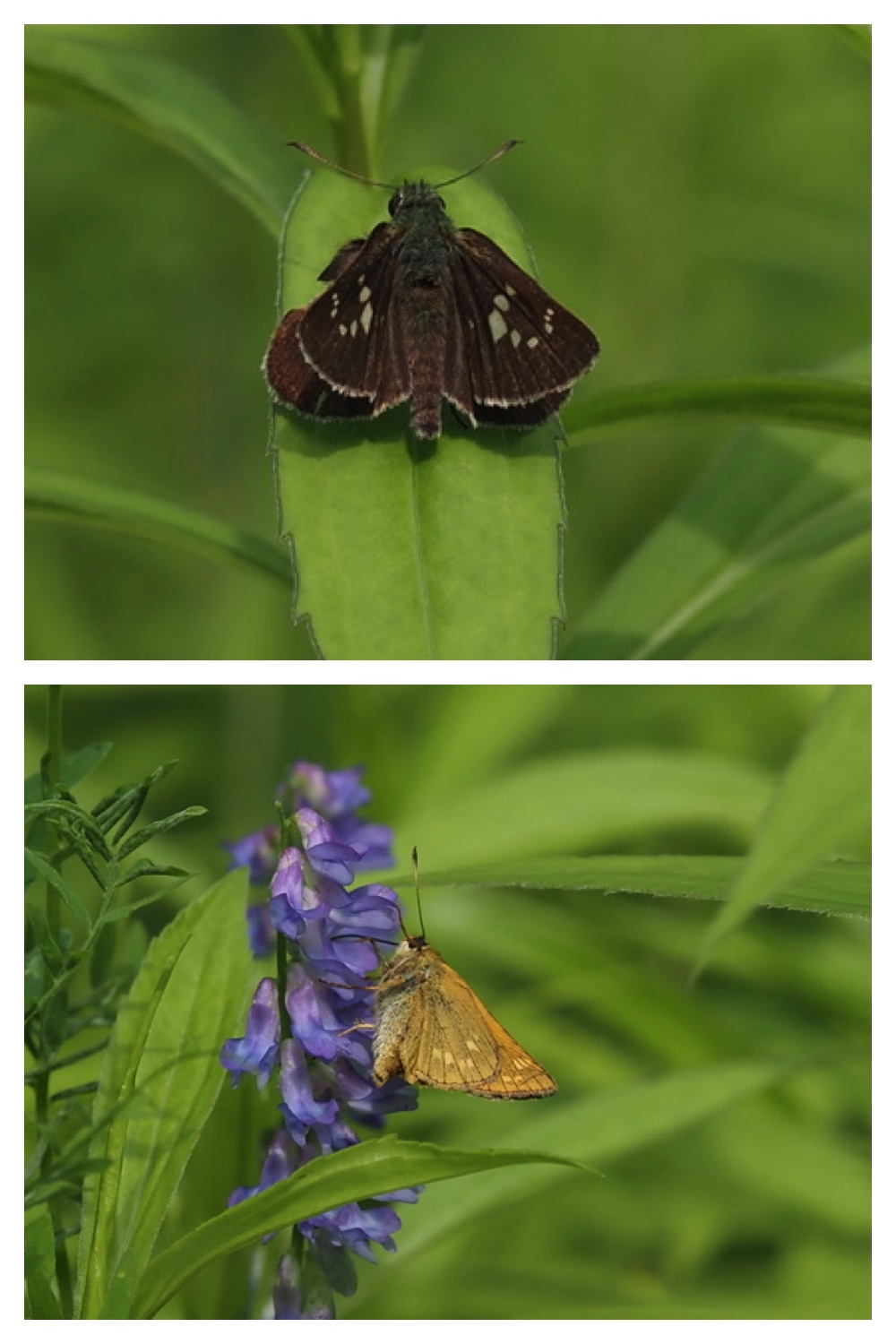 260713_Obihironomori_12